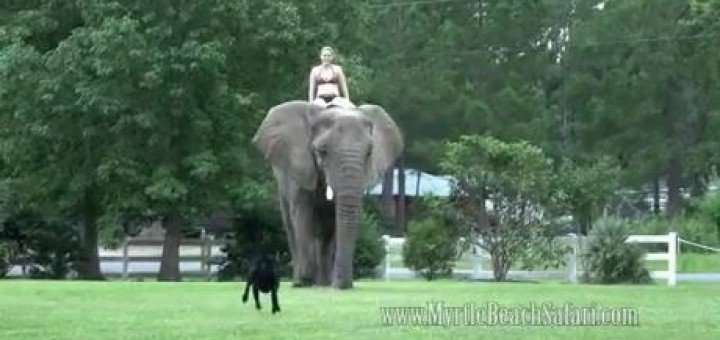 강아지와 코끼리