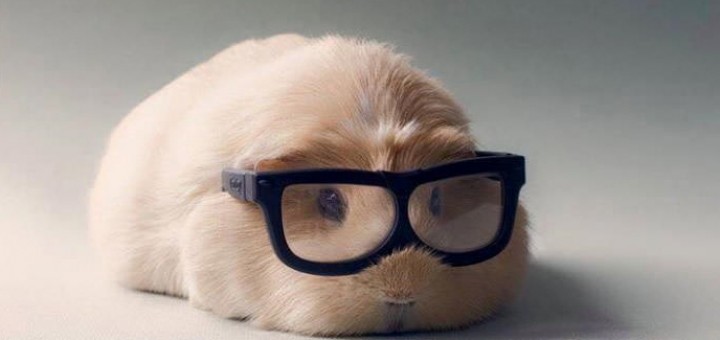 힘든 하루를 보내셨다면 이 복실복실한 애들이 도와줄거에요