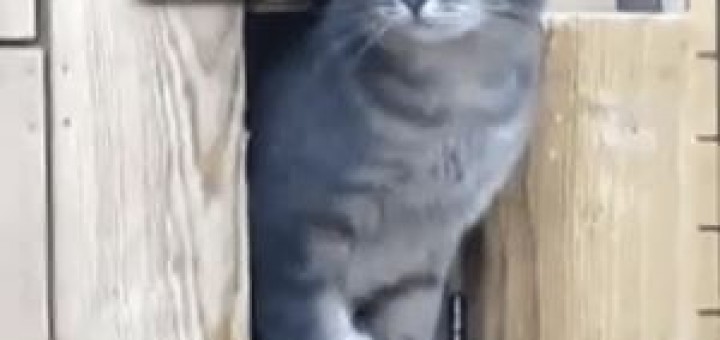 이쁜 여자가 지나갈 때, 네 고추도 보고 싶어 할 때.