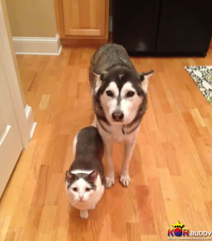 엄마는 다르지만 너무나 닮은, 귀여운 40마리의 배다른 형제들