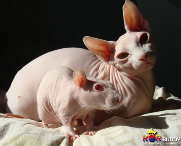 엄마는 다르지만 너무나 닮은, 귀여운 40마리의 배다른 형제들