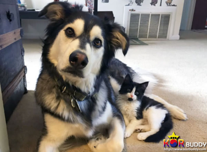 엄마는 다르지만 너무나 닮은, 귀여운 40마리의 배다른 형제들