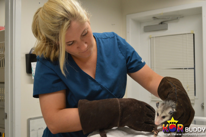 동물을 사랑한다면, 이 직업을 선택하세요