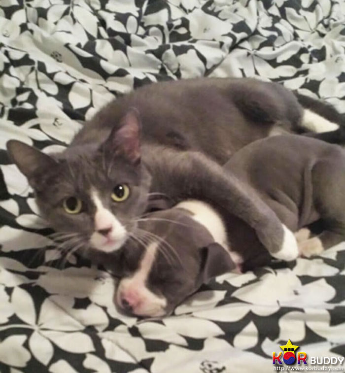 엄마는 다르지만 너무나 닮은, 귀여운 40마리의 배다른 형제들