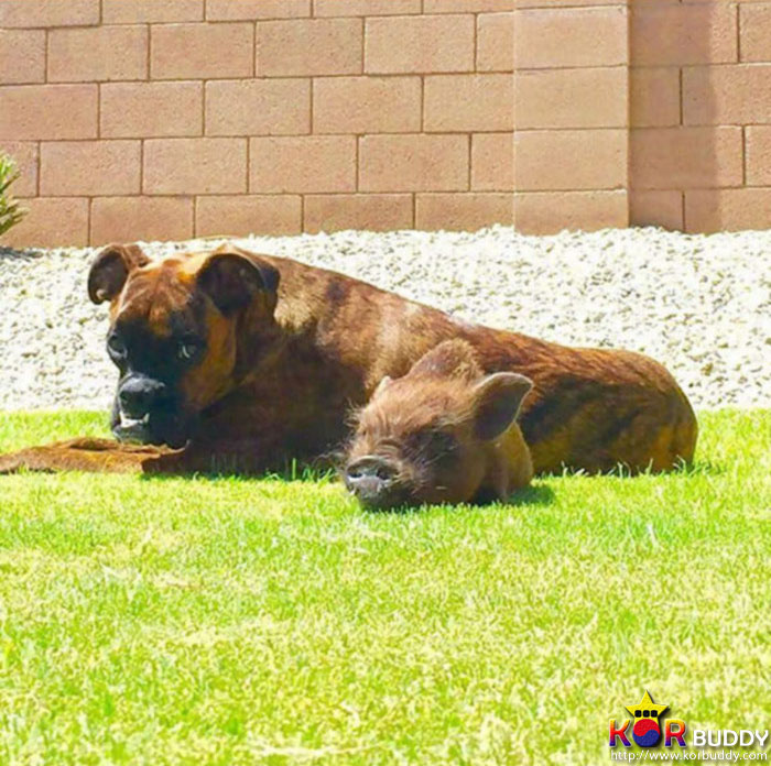 엄마는 다르지만 너무나 닮은, 귀여운 40마리의 배다른 형제들