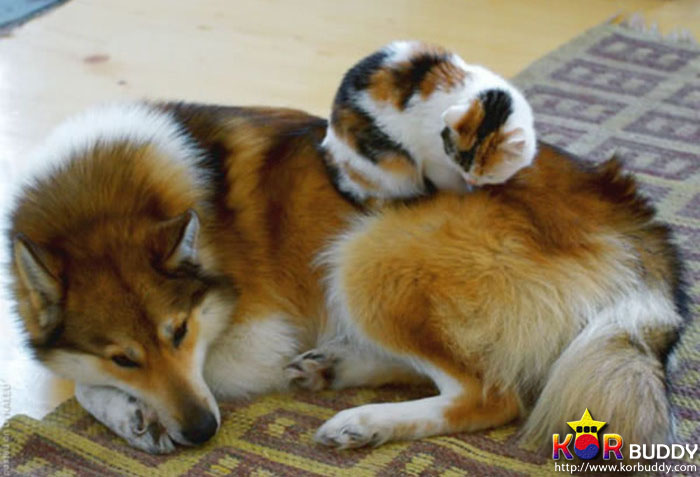 엄마는 다르지만 너무나 닮은, 귀여운 40마리의 배다른 형제들