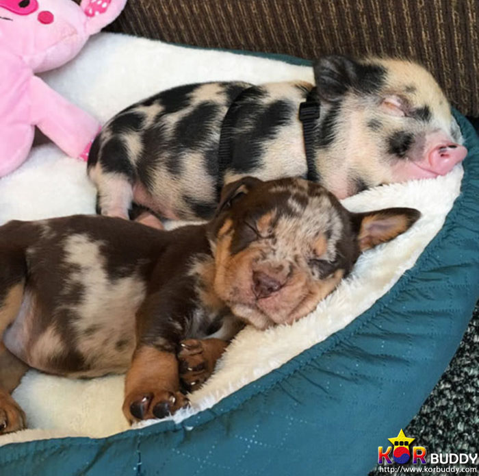 엄마는 다르지만 너무나 닮은, 귀여운 40마리의 배다른 형제들