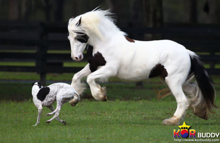 엄마는 다르지만 너무나 닮은, 귀여운 40마리의 배다른 형제들