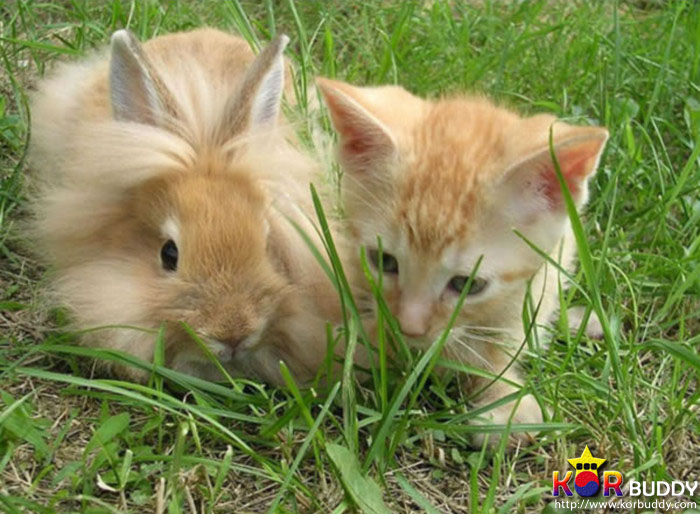 엄마는 다르지만 너무나 닮은, 귀여운 40마리의 배다른 형제들