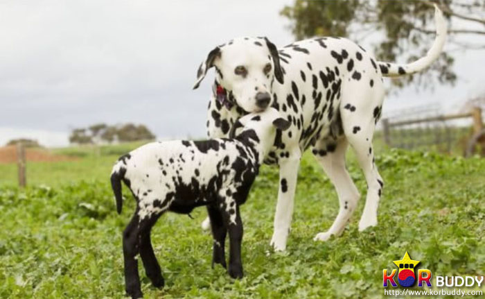 엄마는 다르지만 너무나 닮은, 귀여운 40마리의 배다른 형제들