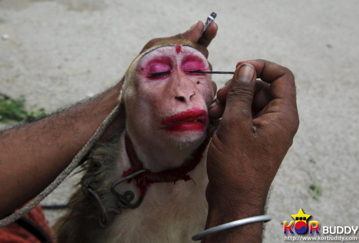 동물을 사랑한다면, 이 직업을 선택하세요