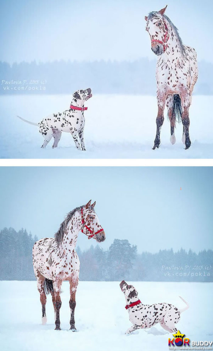 엄마는 다르지만 너무나 닮은, 귀여운 40마리의 배다른 형제들