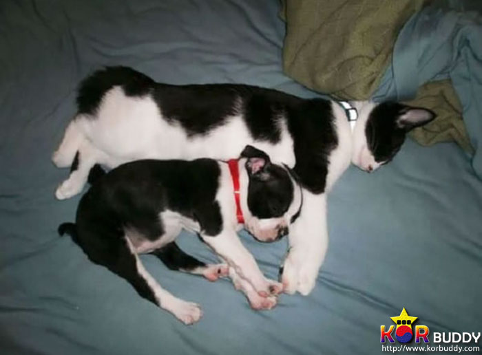 엄마는 다르지만 너무나 닮은, 귀여운 40마리의 배다른 형제들