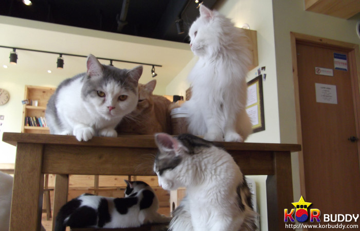 동물을 사랑한다면, 이 직업을 선택하세요