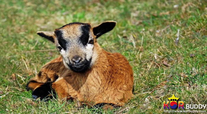 동물을 사랑한다면, 이 직업을 선택하세요