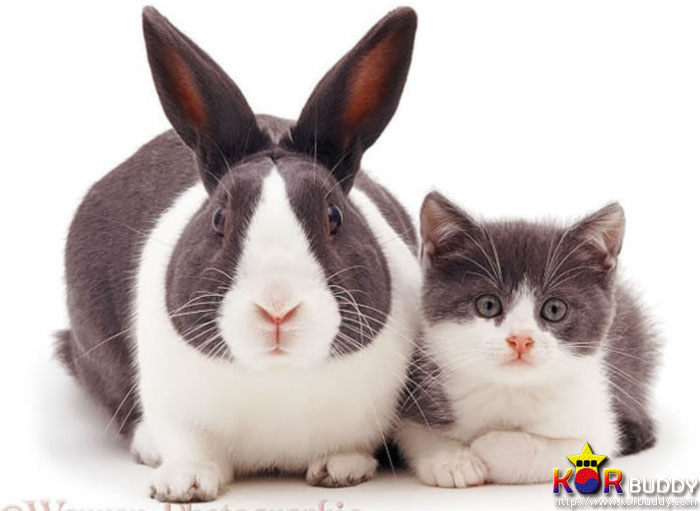 엄마는 다르지만 너무나 닮은, 귀여운 40마리의 배다른 형제들