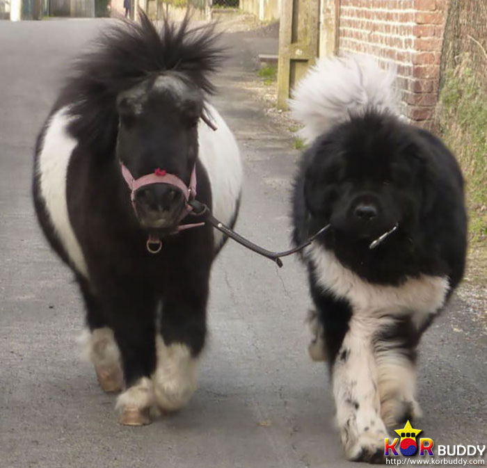 엄마는 다르지만 너무나 닮은, 귀여운 40마리의 배다른 형제들