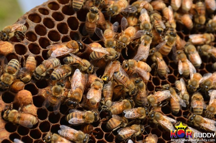 동물을 사랑한다면, 이 직업을 선택하세요