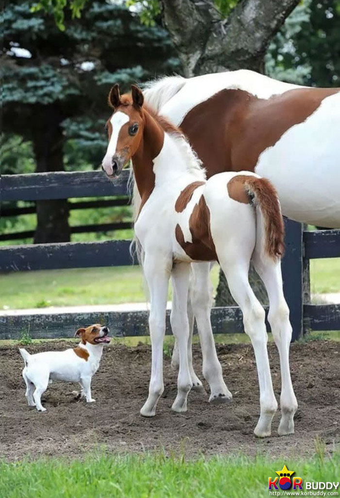 엄마는 다르지만 너무나 닮은, 귀여운 40마리의 배다른 형제들