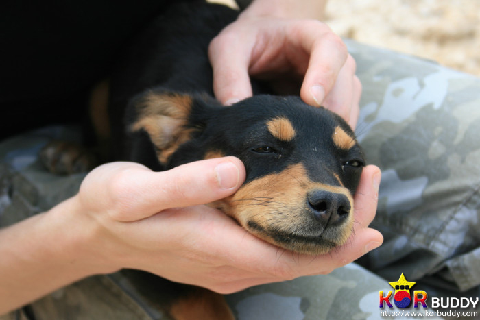 동물을 사랑한다면, 이 직업을 선택하세요