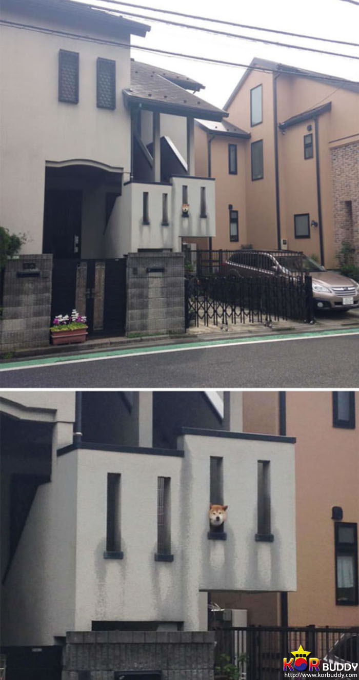 필사적으로 인사하는 귀여운 강아지들