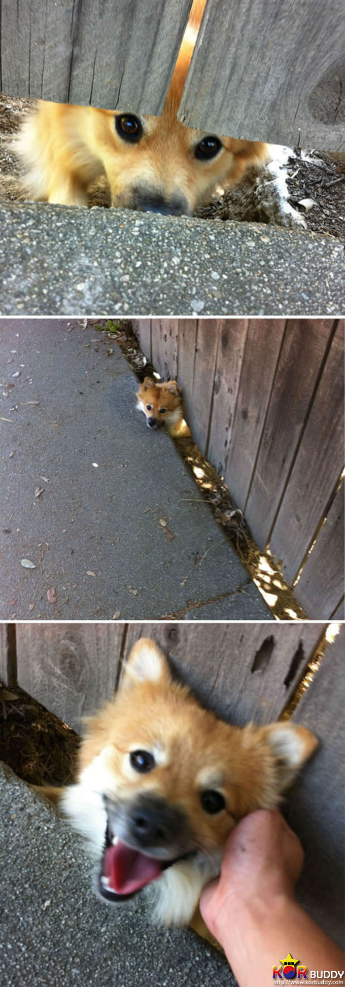 필사적으로 인사하는 귀여운 강아지들