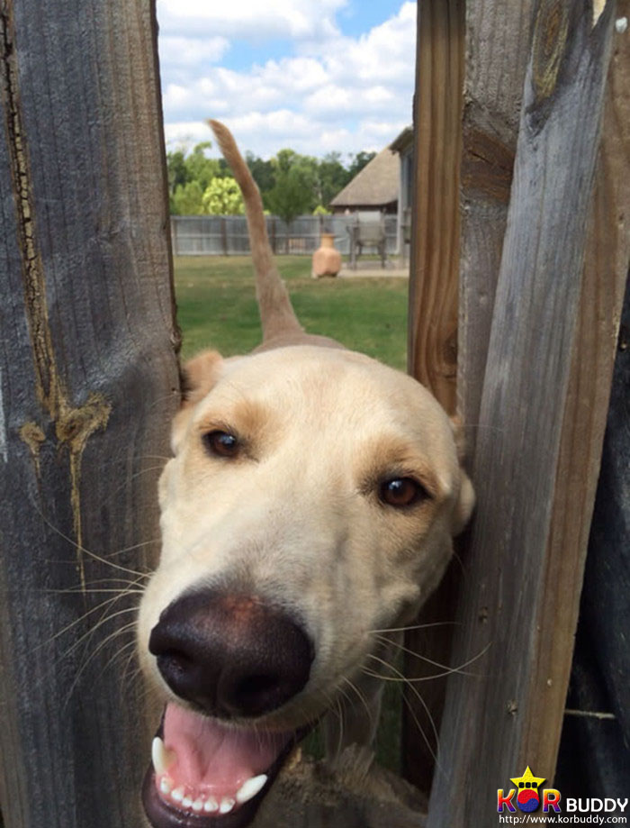 필사적으로 인사하는 귀여운 강아지들