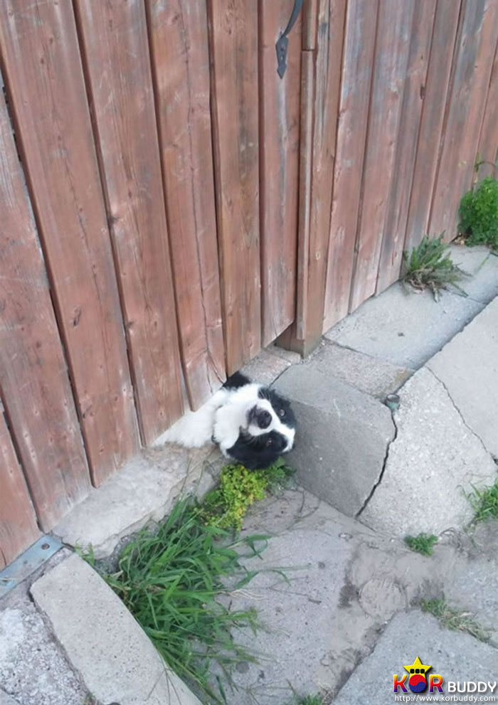 필사적으로 인사하는 귀여운 강아지들