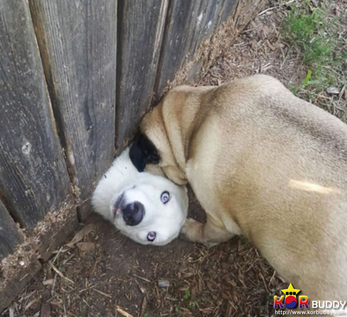 필사적으로 인사하는 귀여운 강아지들