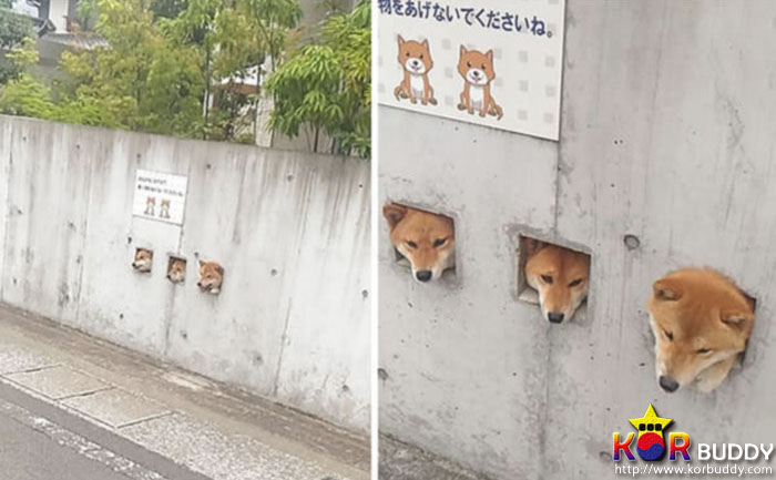 필사적으로 인사하는 귀여운 강아지들