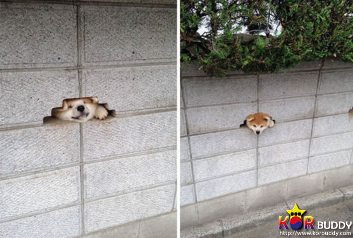 필사적으로 인사하는 귀여운 강아지들